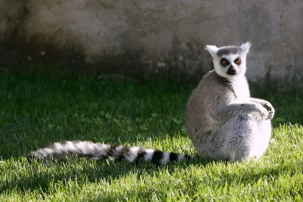 Madagascar Lemur getting sun bath — Stock Photo, Image