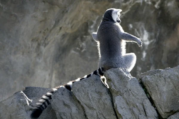 Madagascar Lemur getting sun bath — Stock Photo, Image