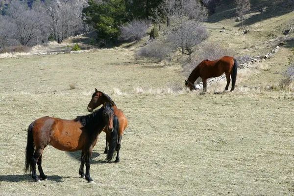Tři hnědé koně jíst na hřišti — Stock fotografie