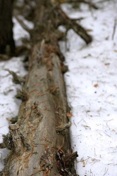 Tronco morto seco caído na neve — Fotografia de Stock