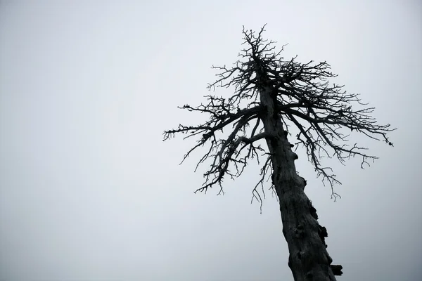 Сушене дерево зникає в зимовий туман — стокове фото