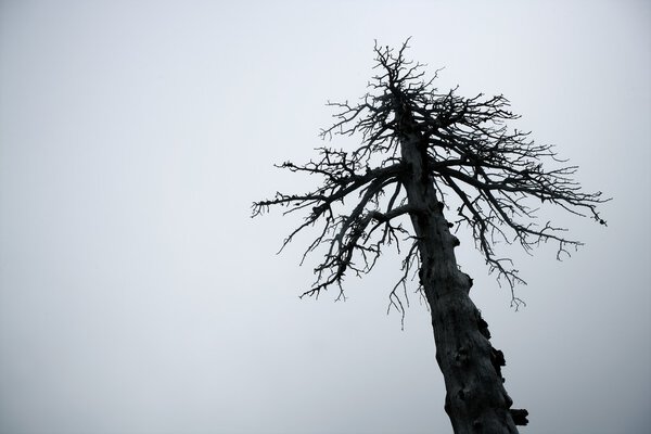 Dried tree vanish into the winter fog