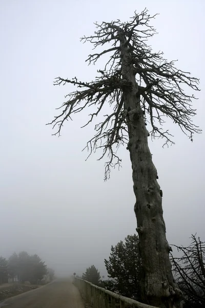 Árbol seco desaparece en la niebla de invierno — Foto de Stock