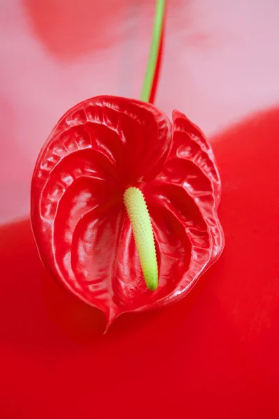 Антуриум экзотический красивый красный цветок еще — стоковое фото