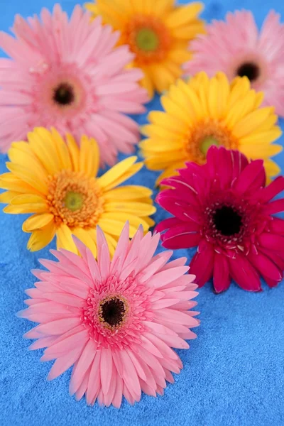 Gerbera kleurrijke bloemen nog steeds over blauwe achtergrond — Stockfoto