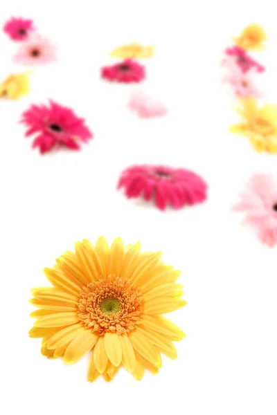 Gerbera amarelo flor colorido borrão flores fundo — Fotografia de Stock