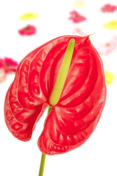 Anthurium exotique belle fleur rouge encore — Photo