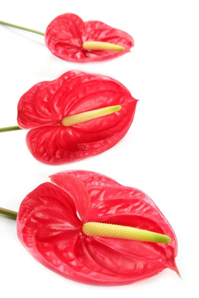 Anturie exotické červenou květinku stále — Stock fotografie