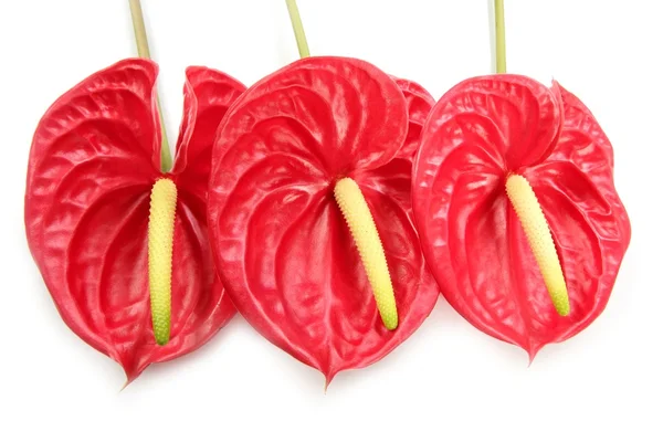 Anturium egzotycznych czerwony kwiatek nadal — Zdjęcie stockowe