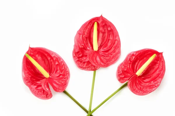 Anturie exotické červenou květinku stále — Stock fotografie