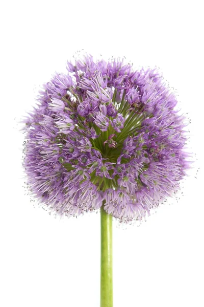 Onion purple flower macro detail on white — Stock Photo, Image