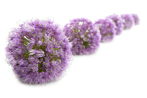 Cipolla viola fiore macro fila su bianco — Foto Stock