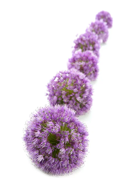 白洋葱紫色的小花宏行 — 图库照片