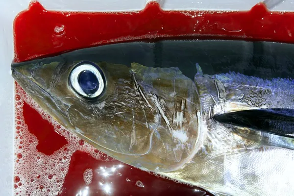 Tonno bianco sanguinante pesca sportiva pescatore — Foto Stock