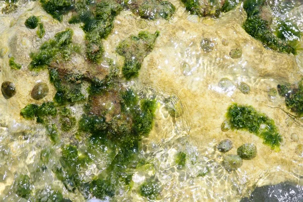 Водорості від Середземного моря, зелені водорості — стокове фото