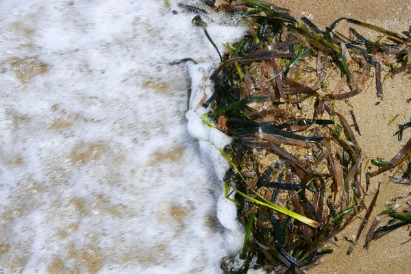 Морские водоросли из Средиземноморья, зеленые водоросли — стоковое фото