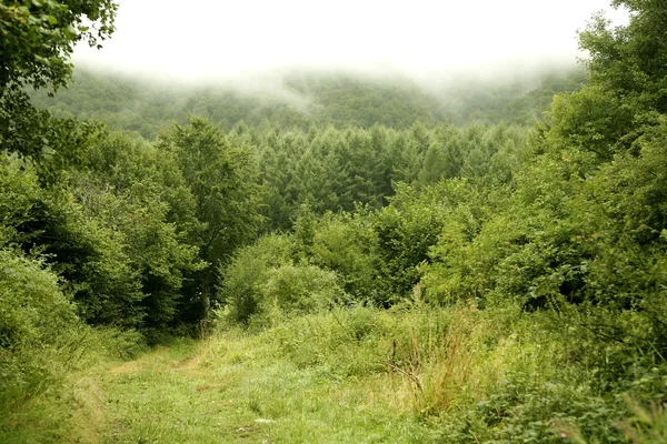Pochmurny dzień w zielony łąka lasu — Zdjęcie stockowe