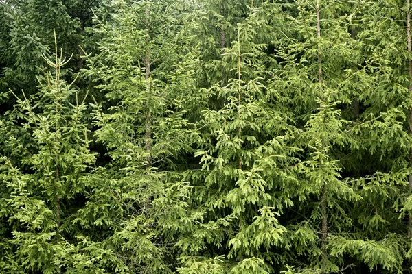 Abeto pinos textura de montaña verde —  Fotos de Stock