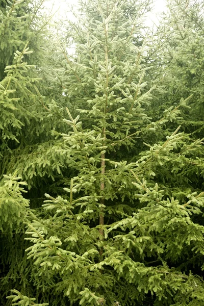 Fir pine trees green mountain texture — Stock Photo, Image
