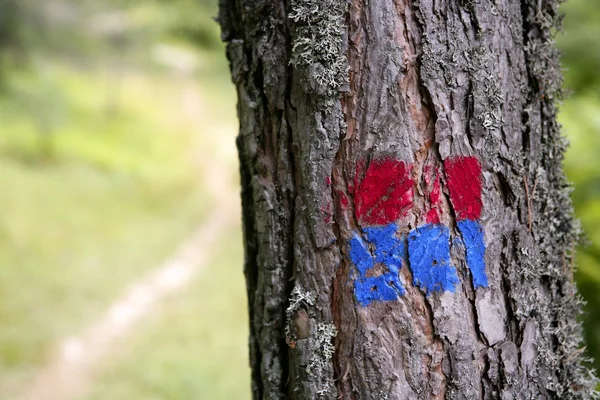 Forest tree signal in red and blue rural track — Stock Photo, Image