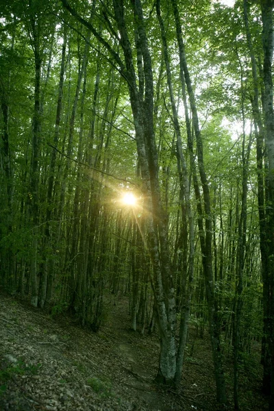 山毛榉绿色魔法森林森林 — 图库照片