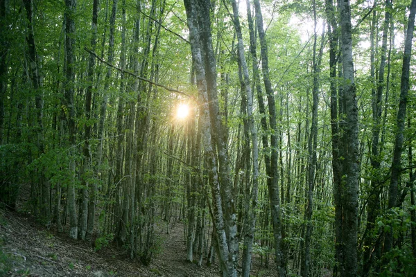 너도 밤나무 마법의 숲 숲 — 스톡 사진