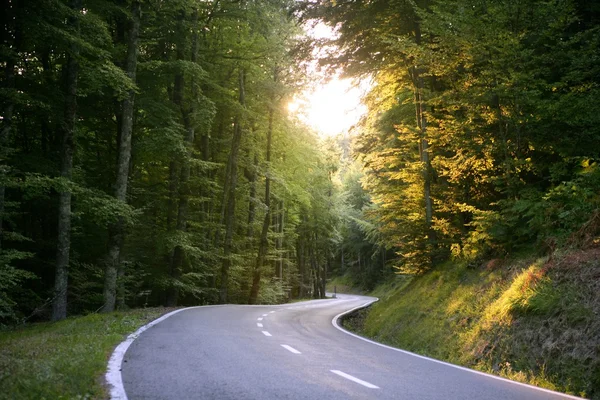 Асфальтована крива обмотки дороги в буковому лісі — стокове фото