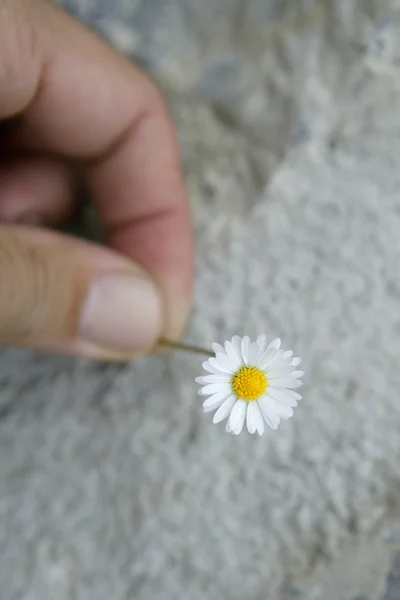 Daisy flower macro detail in man hand — Stockfoto