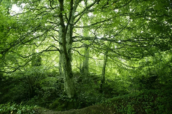 Beuken groene magische woud woods — Stockfoto