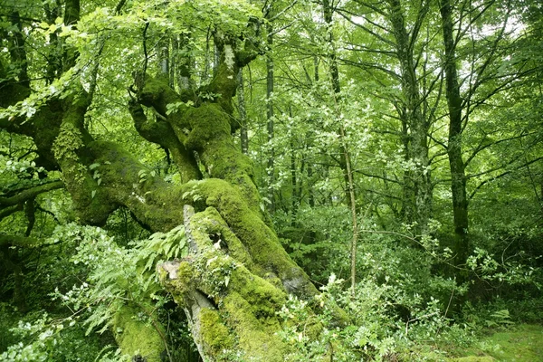 Буковий зелений магічний ліс — стокове фото
