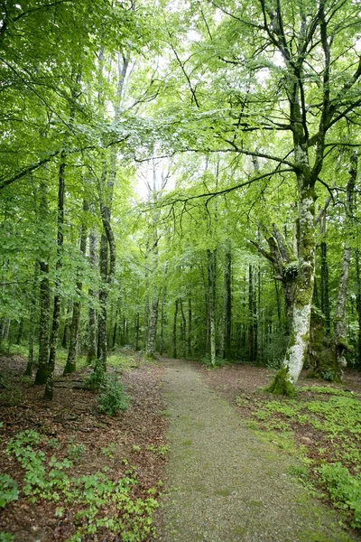 Beech green magic forest woods — Stock Photo, Image