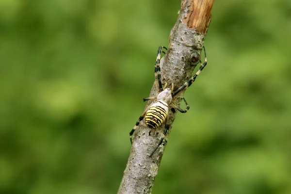 Czarne i żółte paski pająk w drzewo — Zdjęcie stockowe