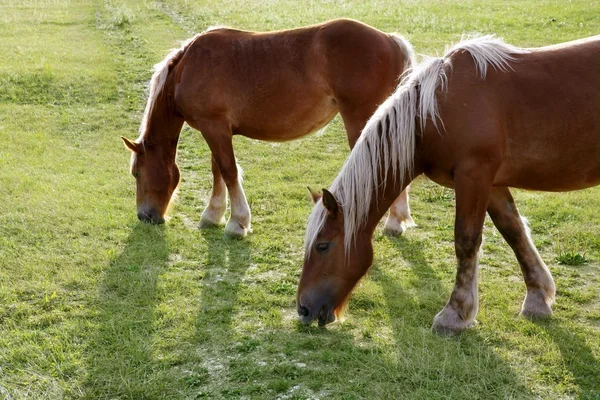 Paisaje de caballos en prados verdes Pirineos —  Fotos de Stock
