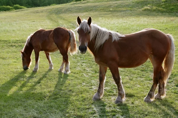 Paisaje de caballos en prados verdes Pirineos —  Fotos de Stock