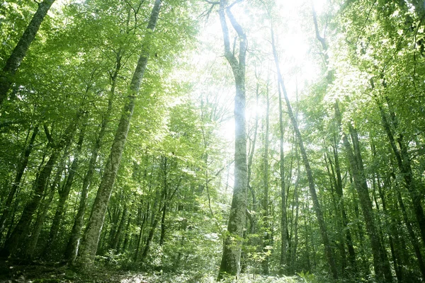 Буковий зелений магічний ліс — стокове фото