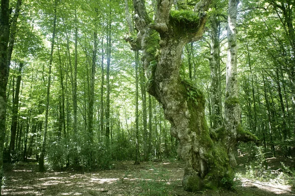 Lasy bukowe zielony las magia — Zdjęcie stockowe