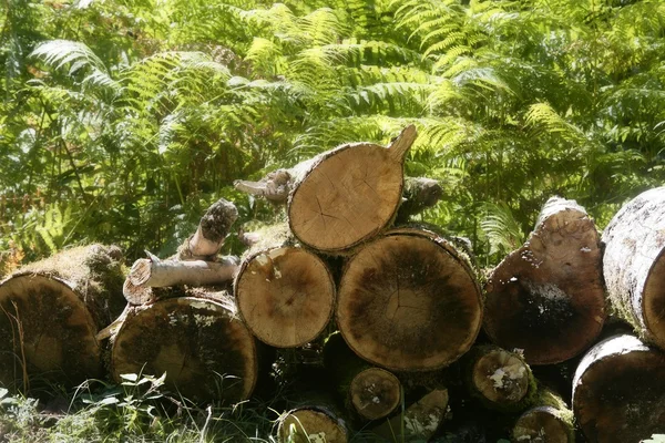 Cortar troncos de leña como patrón —  Fotos de Stock