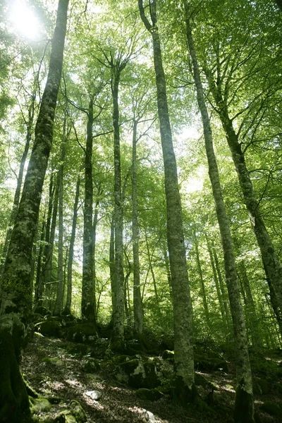 Bükkösök zöld bűvös erdő — Stock Fotó