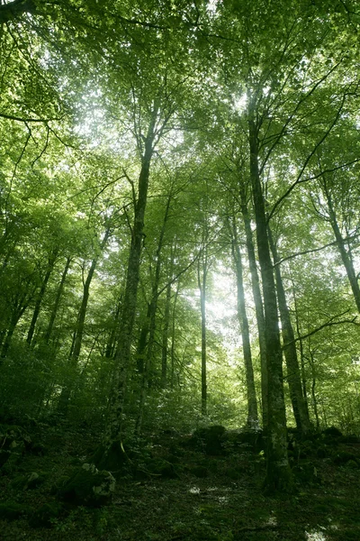 Bosques de bosque mágico verde haya — Foto de Stock