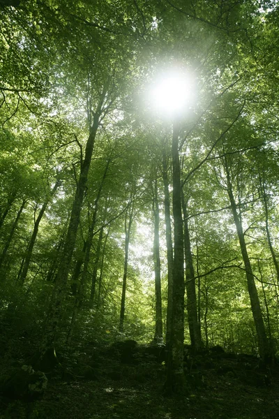 Πράσινο μαγικό δάσος οξυάς — Φωτογραφία Αρχείου