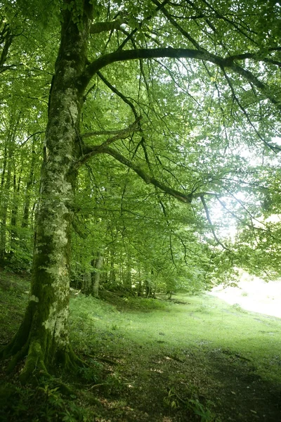 Hêtre vert forêt magique bois — Photo