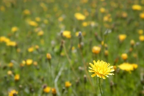 Close up wild flowers in the green meadow — Stock Photo, Image