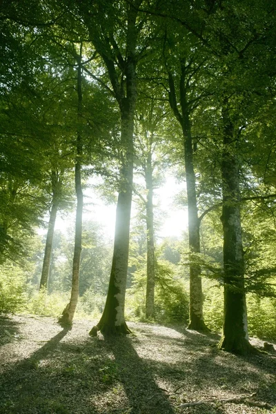 Faia verde floresta mágica madeiras — Fotografia de Stock