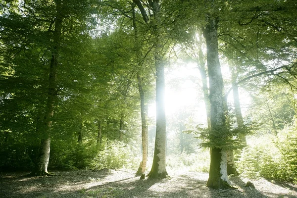 Πράσινο μαγικό δάσος οξυάς — Φωτογραφία Αρχείου