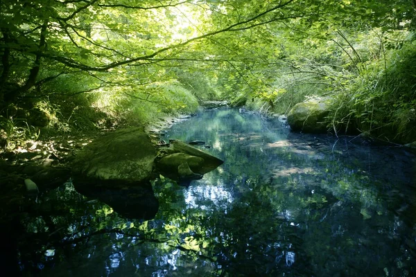 Буковые леса с течением реки — стоковое фото