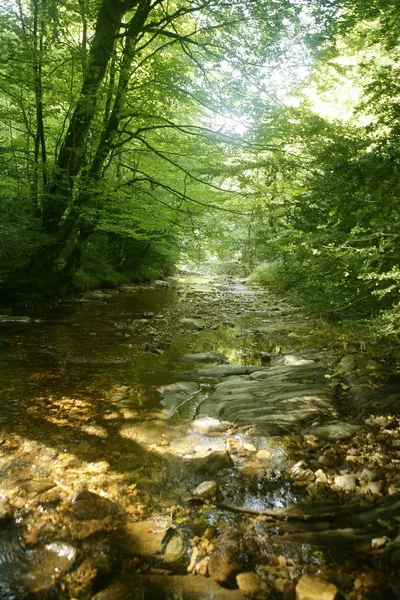 Kayın ormanı ağaçlarının altında Nehri akış ile — Stok fotoğraf