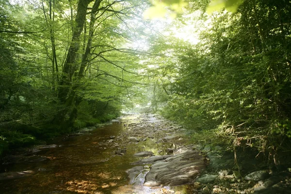 Beech forest trees with river flow under — Stock Photo, Image