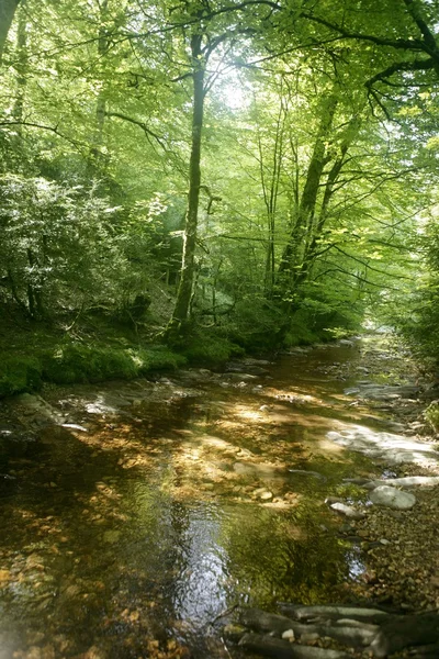 Árboles de bosque de hayas con caudal de río bajo — Foto de Stock