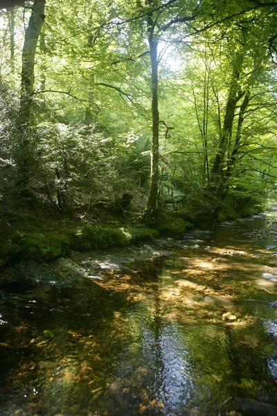 Kayın ormanı ağaçlarının altında Nehri akış ile — Stok fotoğraf
