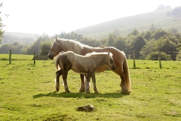 Horse landscape in green meadow Pyrenees — Stock Photo, Image